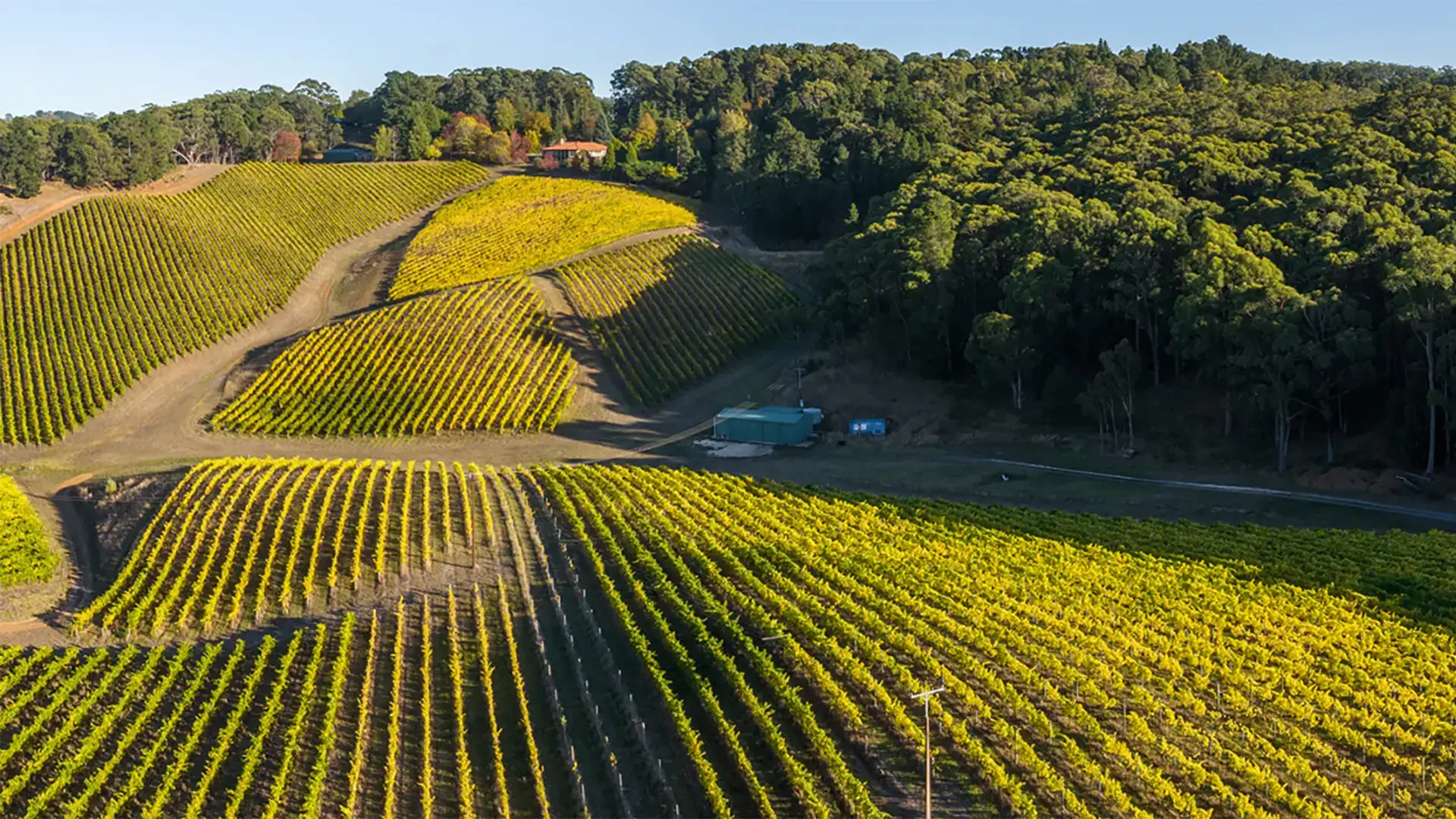Lenswood Vineyard, Adelaide Hills