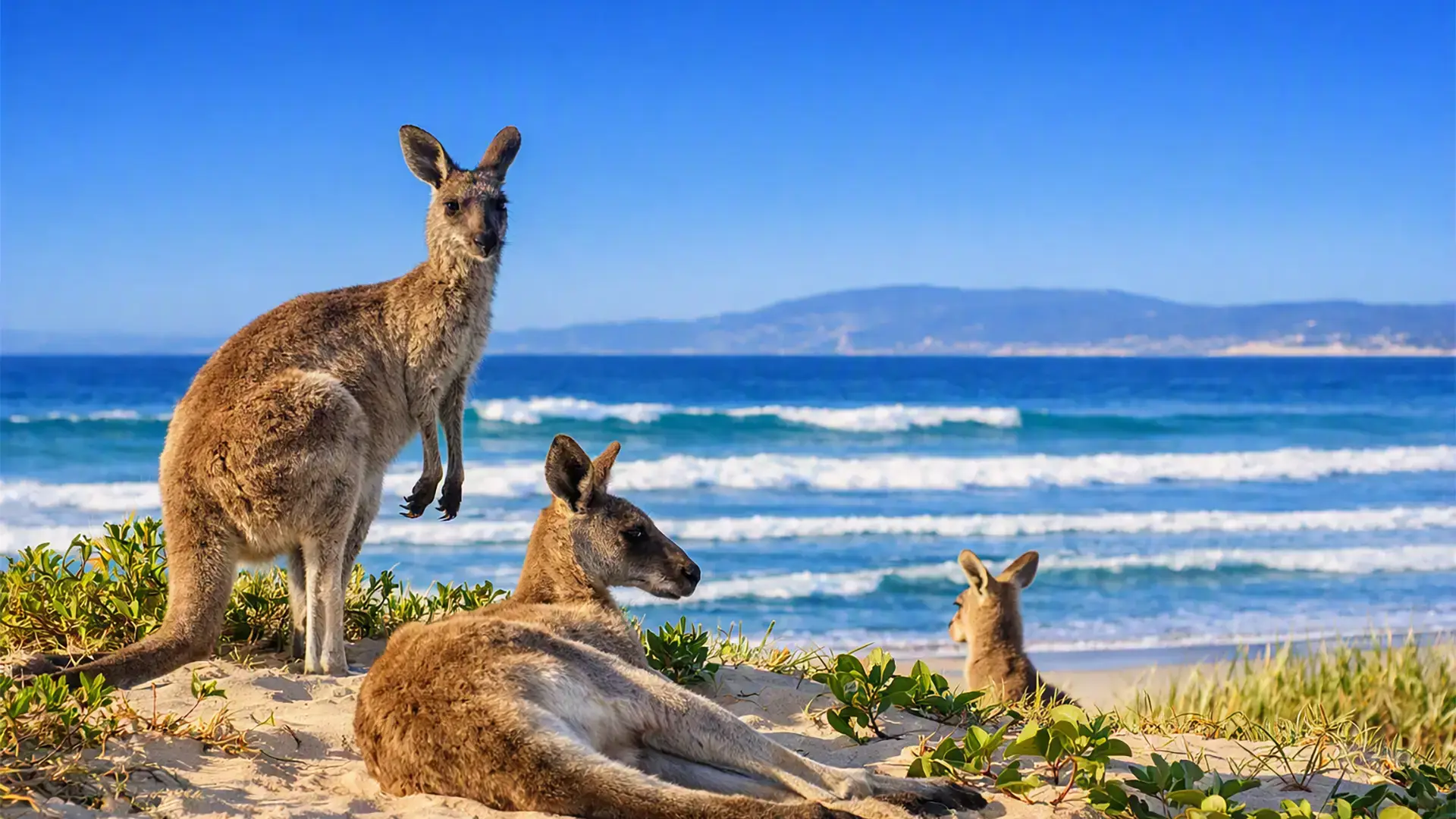 Kangaroos On Kangaroo Island